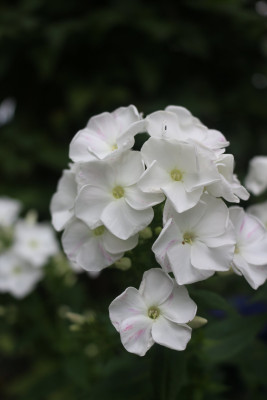 Phlox weiss hoch spaet 6.JPG