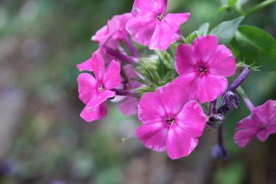 Phlox Ost rot 3.JPG
