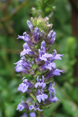 Lobelia siphilitica.JPG