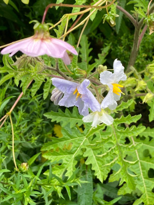 IMG_0516.jpeg