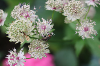 Astrantia maior 3.JPG