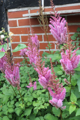 Astilbe lila.JPG