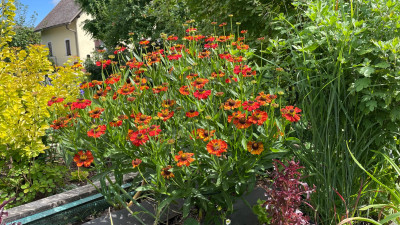 IMG_5174.jpeg