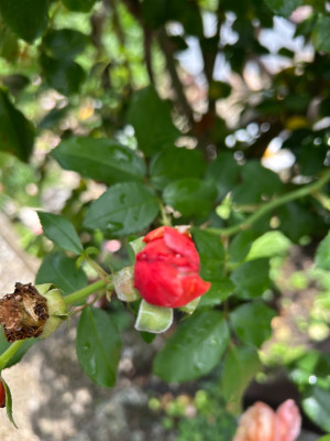 IMG_9896.jpeg