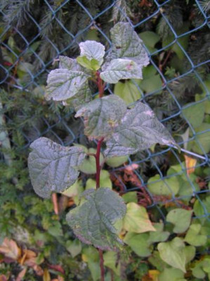 baum2.JPG