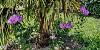 Clematis viticella Avant-Garde Nachbarn.jpg
