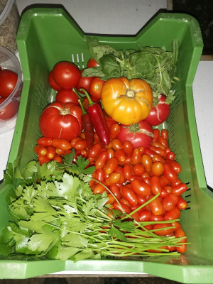 Tomatenernte 20250729.jpeg