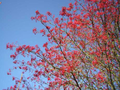 77Sorbus_RoseQueen4.jpg