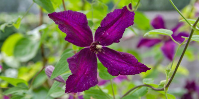 clematis-lila1.jpg