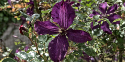 clematis-lila2.jpg
