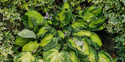 hosta.jpg