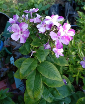 phlox.jpg