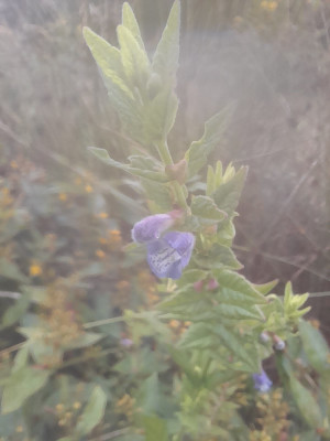 20250801_090506.jpg
