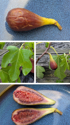20250802_074651-COLLAGE.jpg