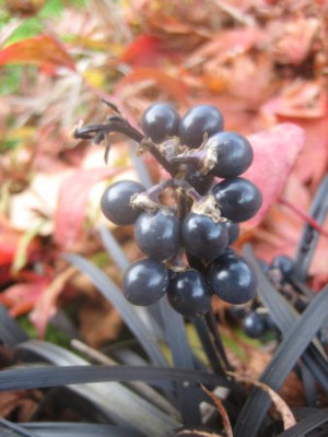 Ophiopogon_planiscapus_Nigrescens_27931.jpg