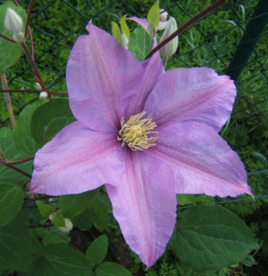 Twilight_1._Blute.JPG