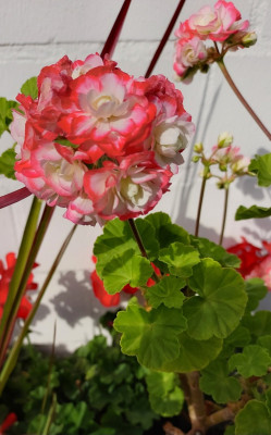 Pelargonie Appleblossom