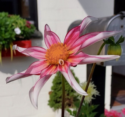 Dahlia Honka fragile