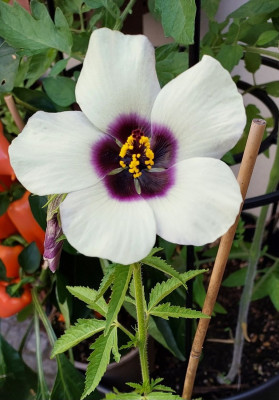 Hibiscus cannabinus