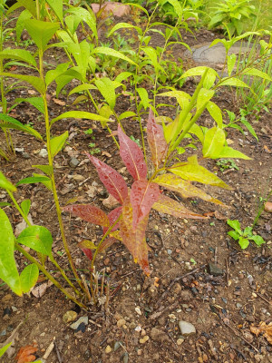 amsonia tabernaemontana 3
