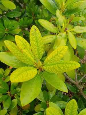 Rododendron