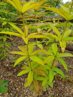 Veronicastrum Sibiricum