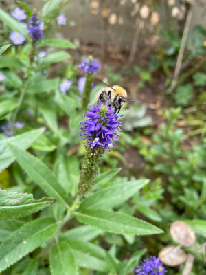 IMG_6813.jpeg