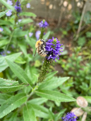 IMG_6811.jpeg