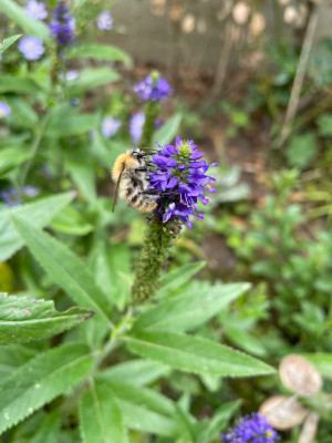 IMG_6810.jpeg