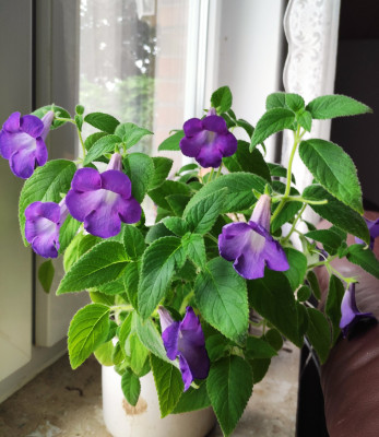Achimenes mexicana_b.jpg