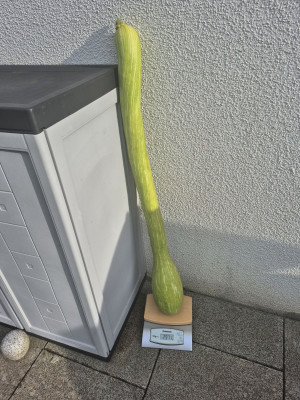 Zucca_20250802.jpg