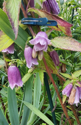 Campanula punctata