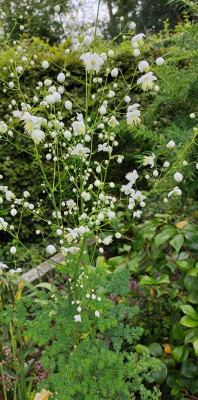Thalictrum