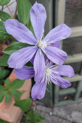 Clematis