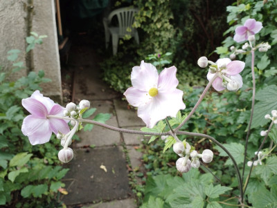 Herbst-Anemone