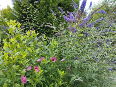 Buddleja und Eibisch