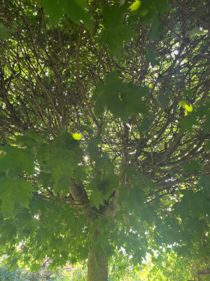 IMG_5862.jpeg