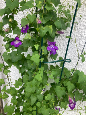 IMG_0585.jpeg