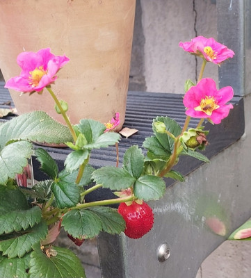Erdbeere