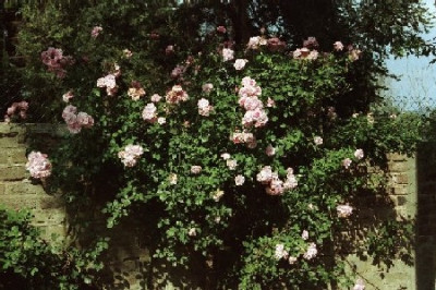 rose_rosa_1.JPG