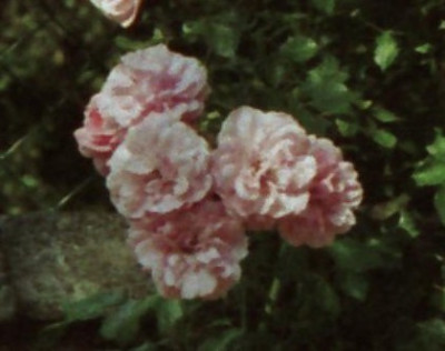 rose_rosa_2.jpg