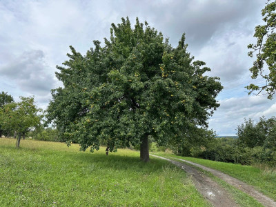 birne4.jpg