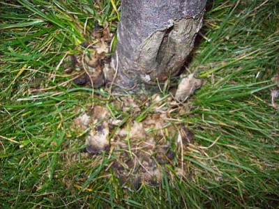 Baum_006_k.jpg