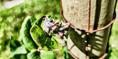 lonicera mit laus.jpg