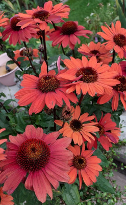 Echinacea
