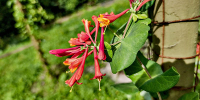 lonicera bluete.jpg