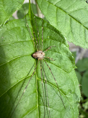 Dicranopalpus ramosus
