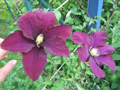 DSCF7116.JPG