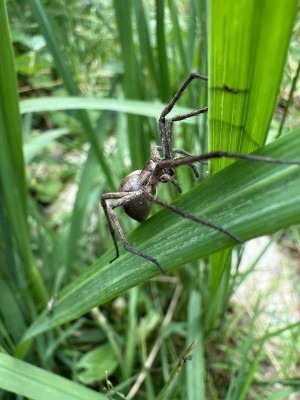 Pisaura mirabilis auf Molinia
