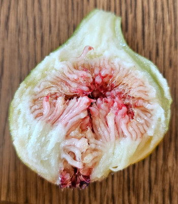 Zingarella Breba